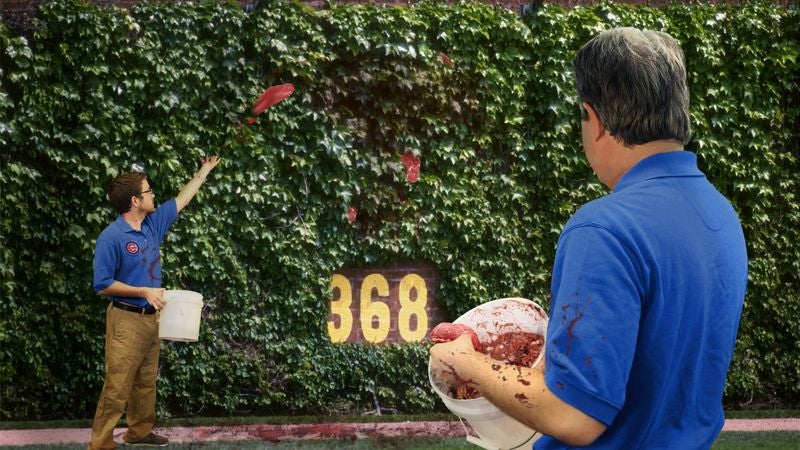 Wrigley Field Grounds Crew Feed Buckets Of Raw Meat To Hungry Ivy