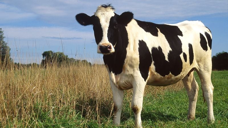 Cow Excited To Freak The Fuck Out During Solar Eclipse