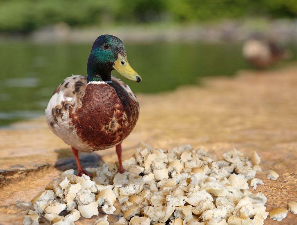 Pieces Of Bread Really Starting To Pile Up For Overworked Duck