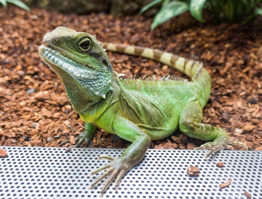 Lizard Planning To Bite New Owner First Chance It Gets