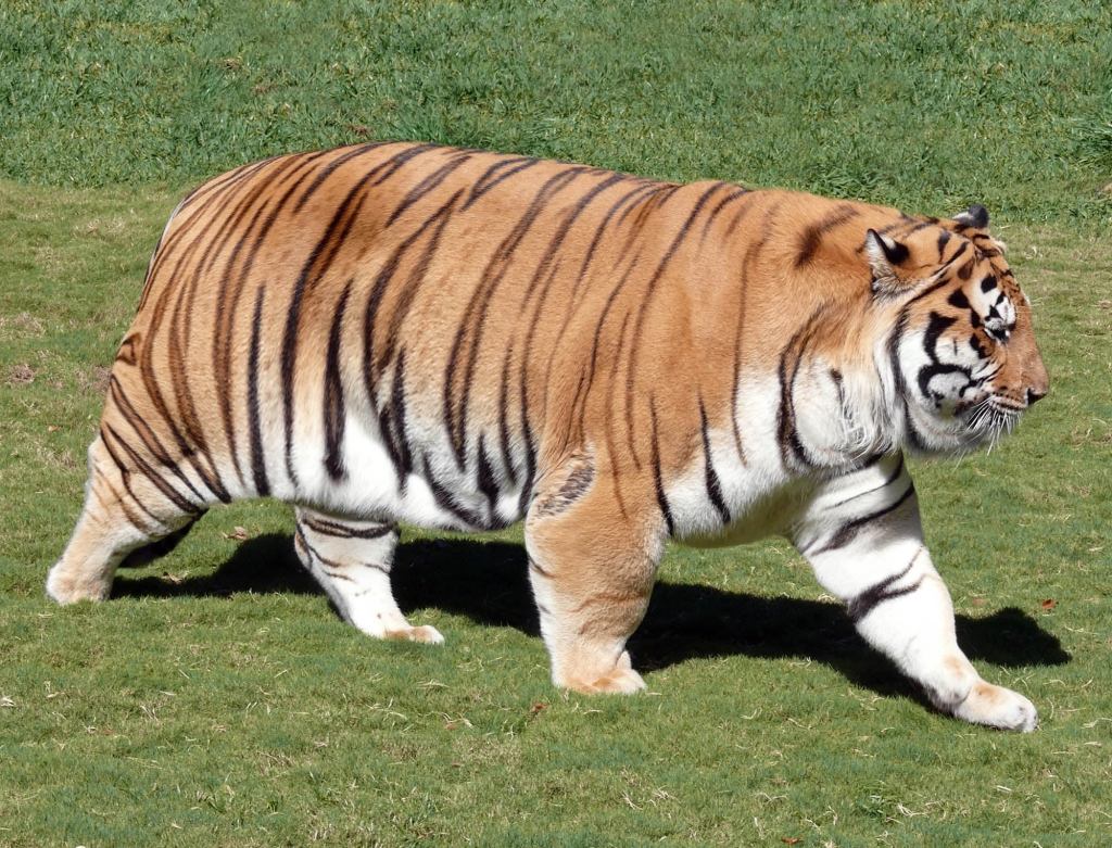 LSU Tiger Reports To Training Camp Completely Overweight