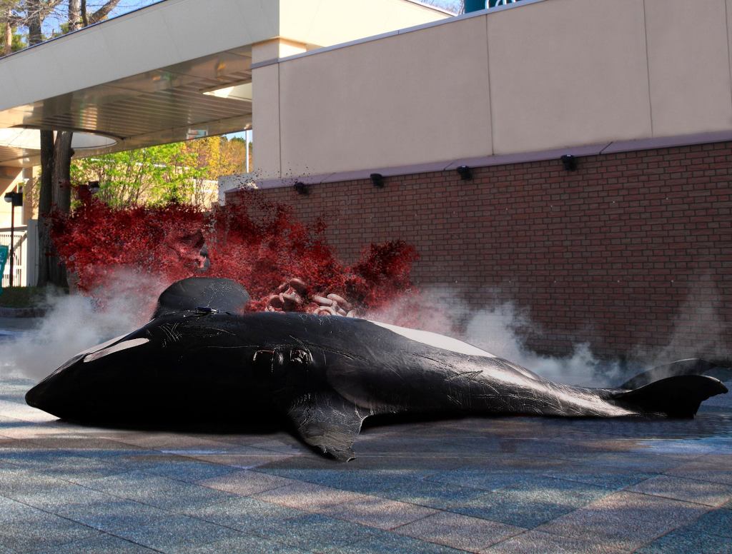 SeaWorld Dynamites Orca That Beached Itself On Concrete Walkway