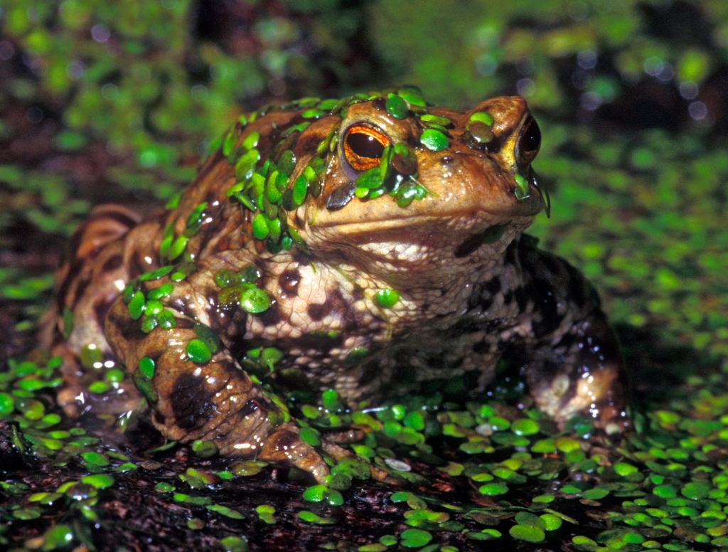 Pebble Just Bounces Off Big Toad