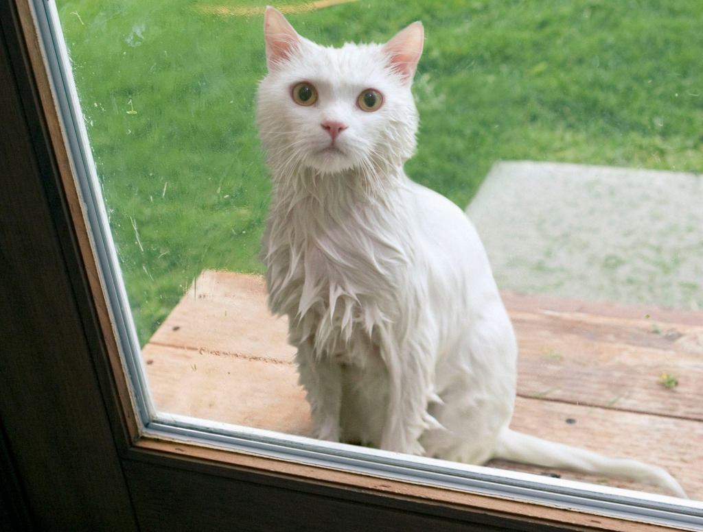 Rain-Drenched Cat Announces It Ready To Stay Inside And Be Part Of Family