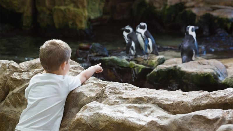 Report: Only 1 In 3 Preschool Graduates Has Necessary Animal Sound Skills Upon Entering Zoo