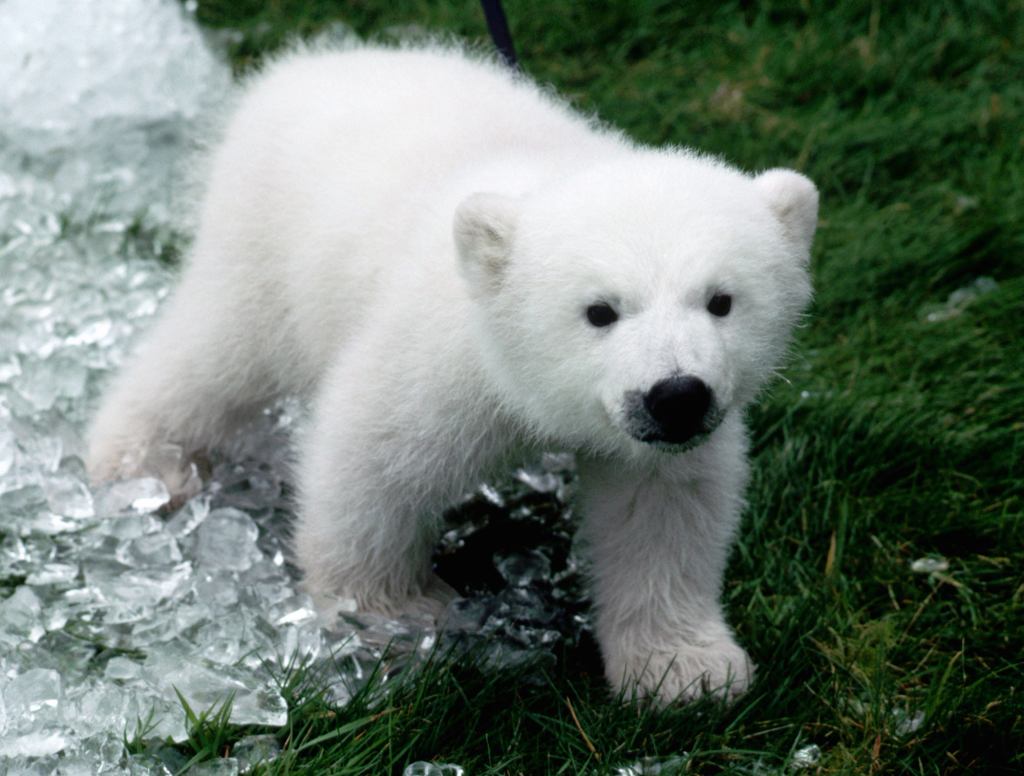 Polar Bear Cub Just Knows He’s Going To Be Last Of Species