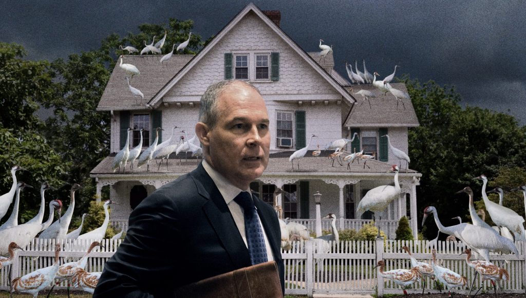 Scott Pruitt Nervously Picks Up Walking Pace As Hundreds Of Whooping Cranes Begin Silently Perching Around Him