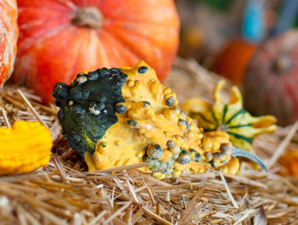 Report: Gross-Ass Gourd All Bumpy And Shit