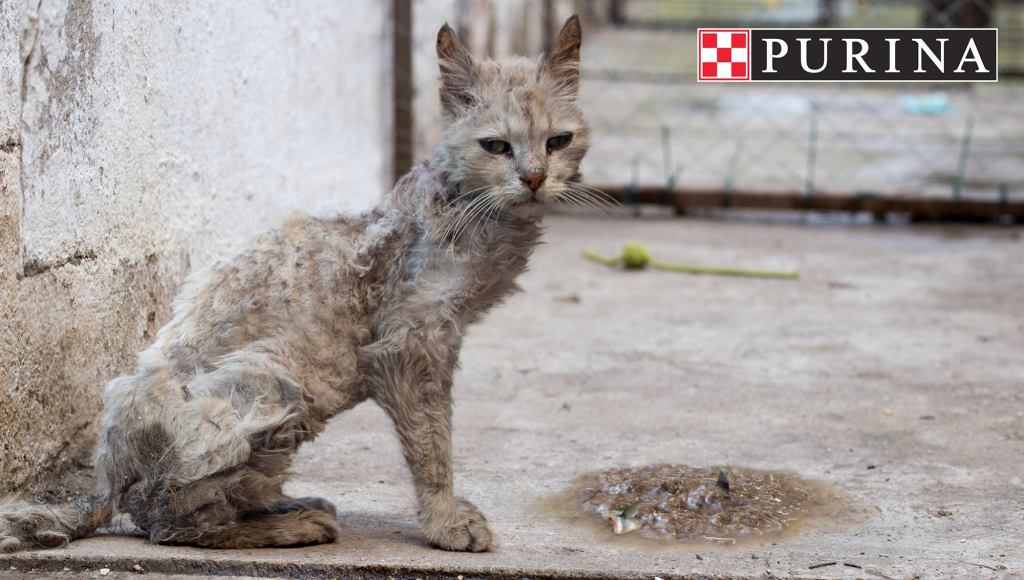 Purina Debuts New ‘Slovenly Feast’ For Nasty-Ass Shelter Cats