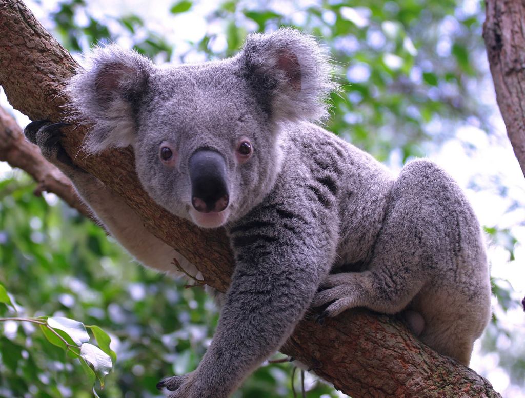 Delirious Koala Hasn't Slept For 72 Straight Minutes