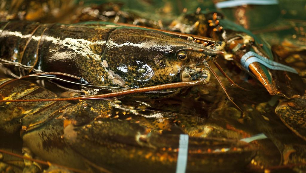 Study Reveals Lobsters Feel Pain And Get Off On It Like The Kinky Little Perverts They Are