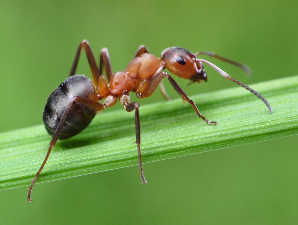 Ant Hoping Queen Will Notice Pretzel Crumb He Got Her