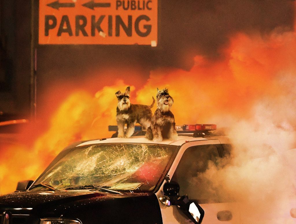 Schnauzers Rioting Outside Madison Square Garden Following Westminster Dog Show Defeat