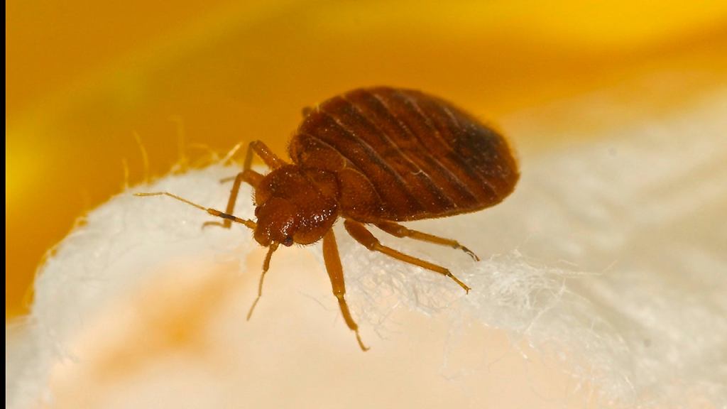 Tips For Treating A Bed Bug Infestation