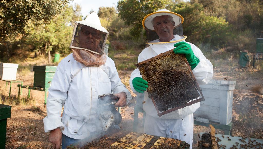 Nation’s Beekeepers Warn They Don’t Know How Much Longer They Can Hold Back Swarms’ Wrath