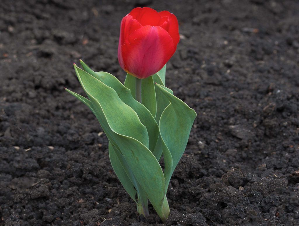 Tulip Popping Up In Middle Of March Must Think It Some Kind Of Hotshot