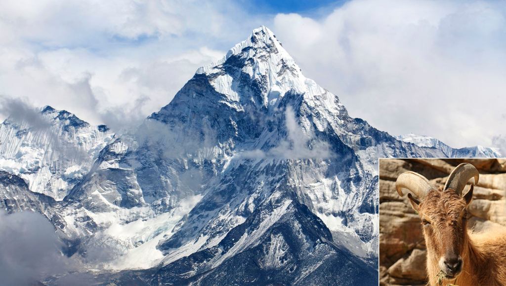 Himalayan Goat Dies Following Failed Everest Climb