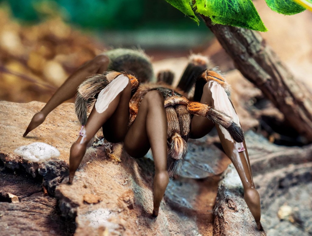 Tarantula Rushing To Shave Legs Before Meeting Up With Mate