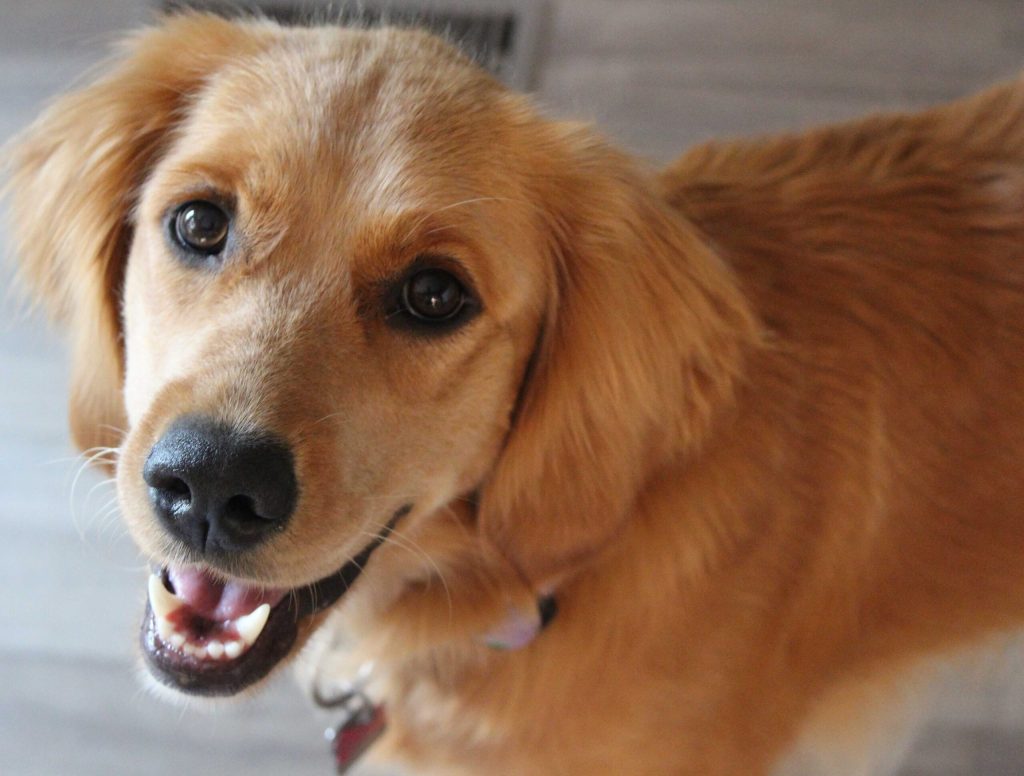 Dog’s Relief To Finally Get To Pee For First Time In 9 Hours Mistaken For Excitement To See Owner