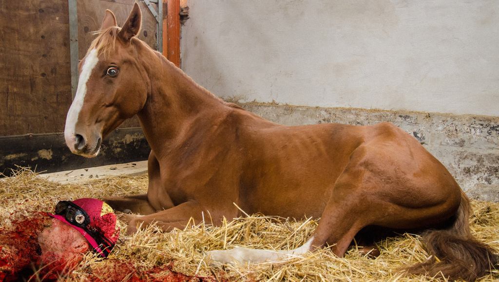 Justify Wakes Up Next To Decapitated Head Of Prized Jockey After Refusing To Throw Triple Crown