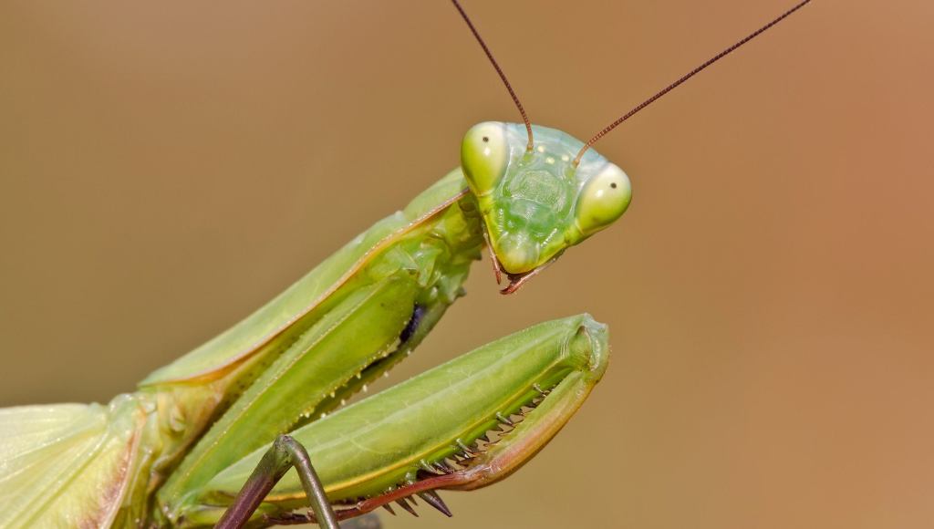 Praying Mantis Hesitantly Agrees To Try Girlfriend’s Sexual Fantasy Of Eating His Head During Intercourse