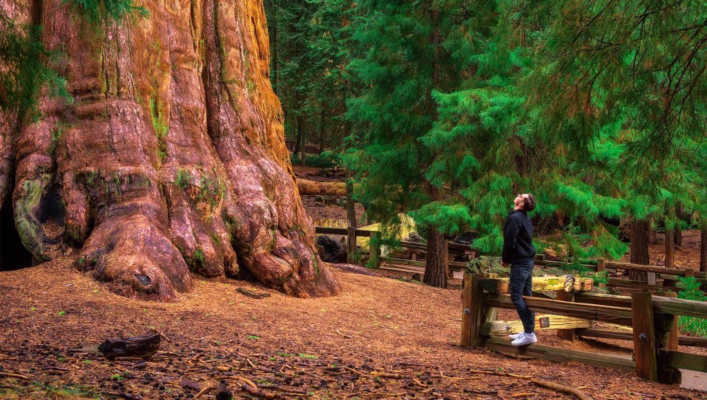 Man Guessing He’s Stared At Giant Sequoia Long Enough To Appreciate It