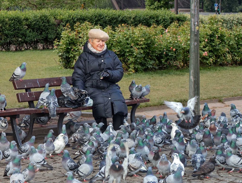 Elderly Woman Spends Day In Park Feeding Pigeons Dismembered Husband