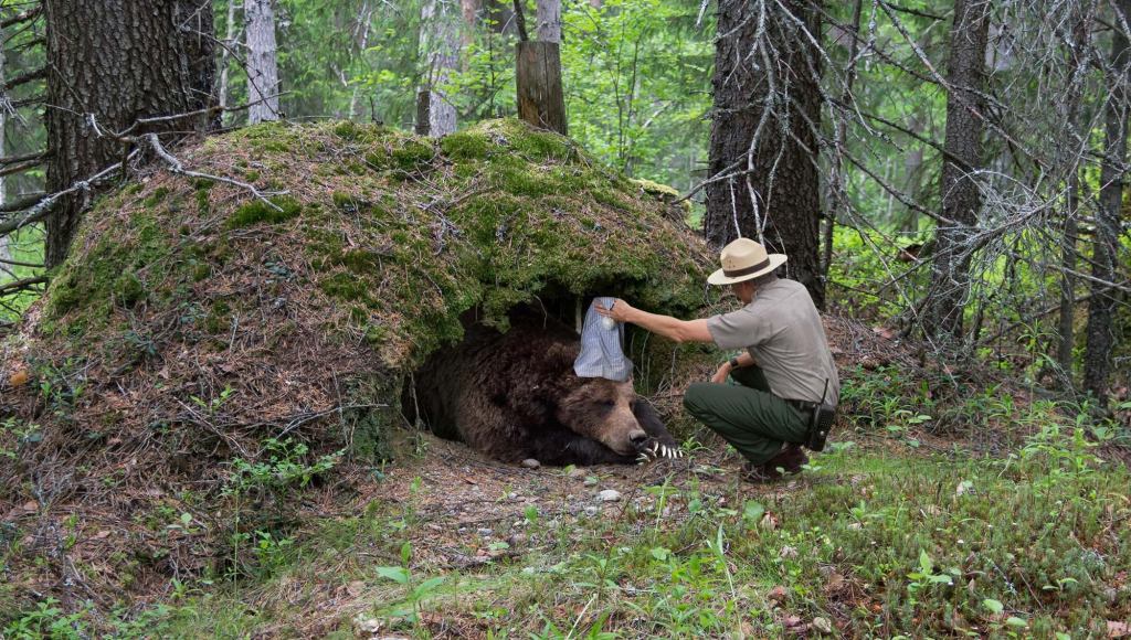 Cash-Strapped Yellowstone Cuts Funding Of Program To Provide Hibernating Bears With Sleeping Caps