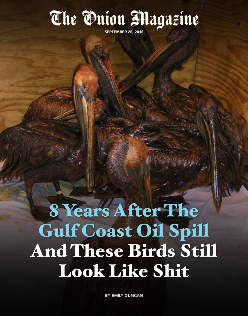 8 Years After The Gulf Coast Oil Spill And These Birds Still Look Like Shit