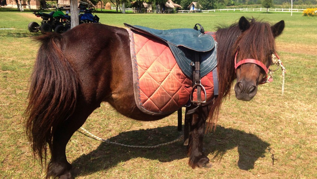 Pony Anxiously Waiting For Attendant To Flag Large Child As Too Big For Ride