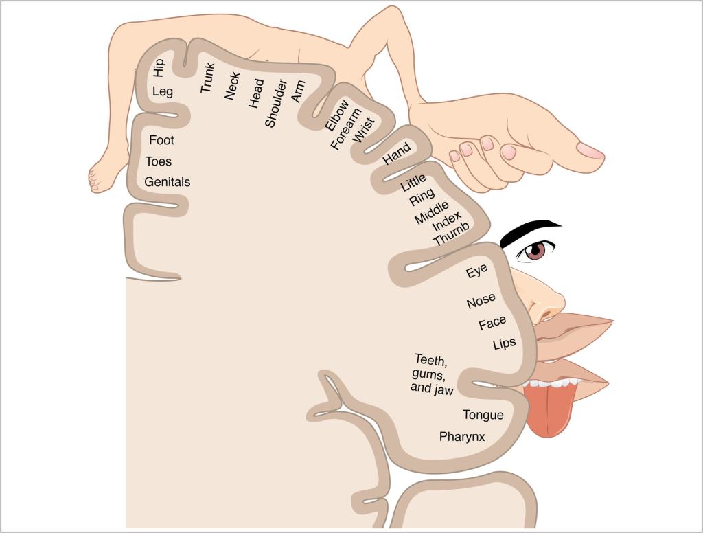 Sensory Homunculus Diagram So Fucking Hot