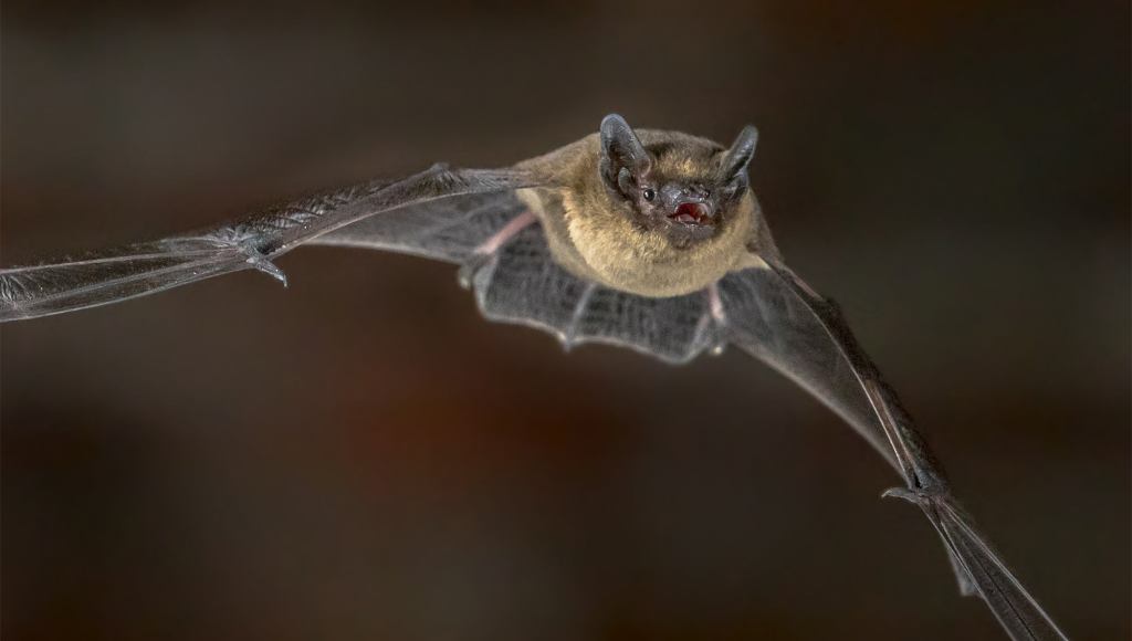 Zoologists Admit You Really Got To Hand It To Bats For Learning To Fly