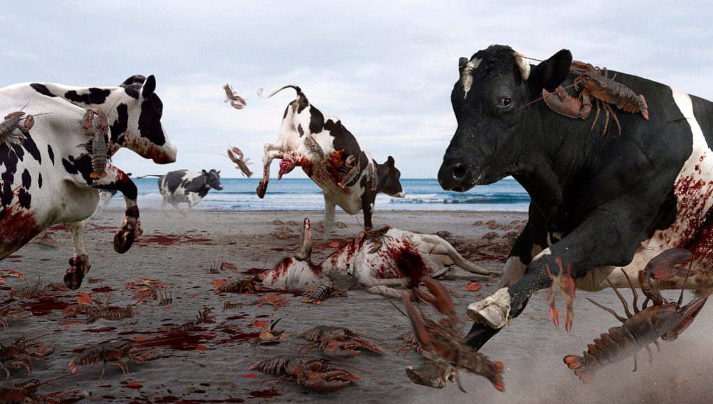 Cows Trample Dozens Of Lobsters To Death In Escalating Surf ’N’ Turf War