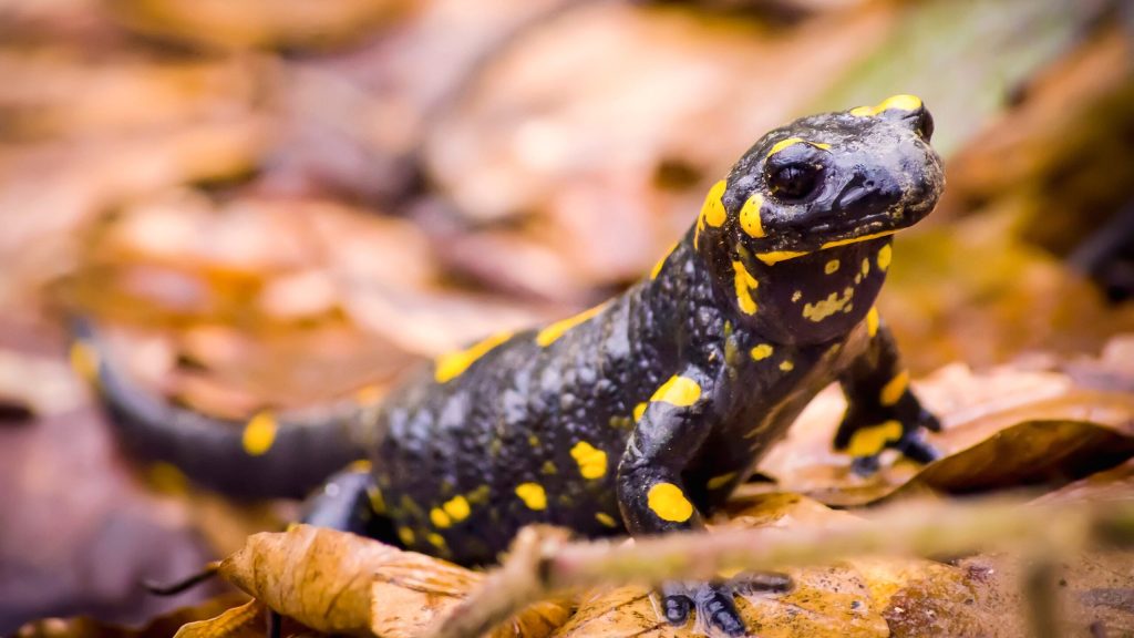 Salamanders Bravely Offer To Go Extinct In Place Of Better Animal