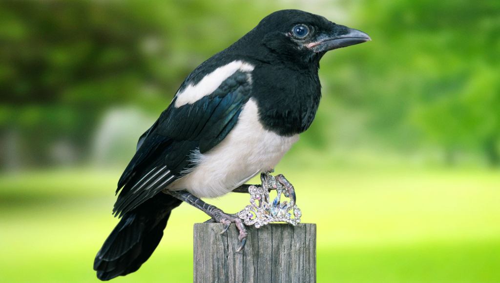 Magpie Worried Mate Only Interested In Him For Collection Of Shiny Objects