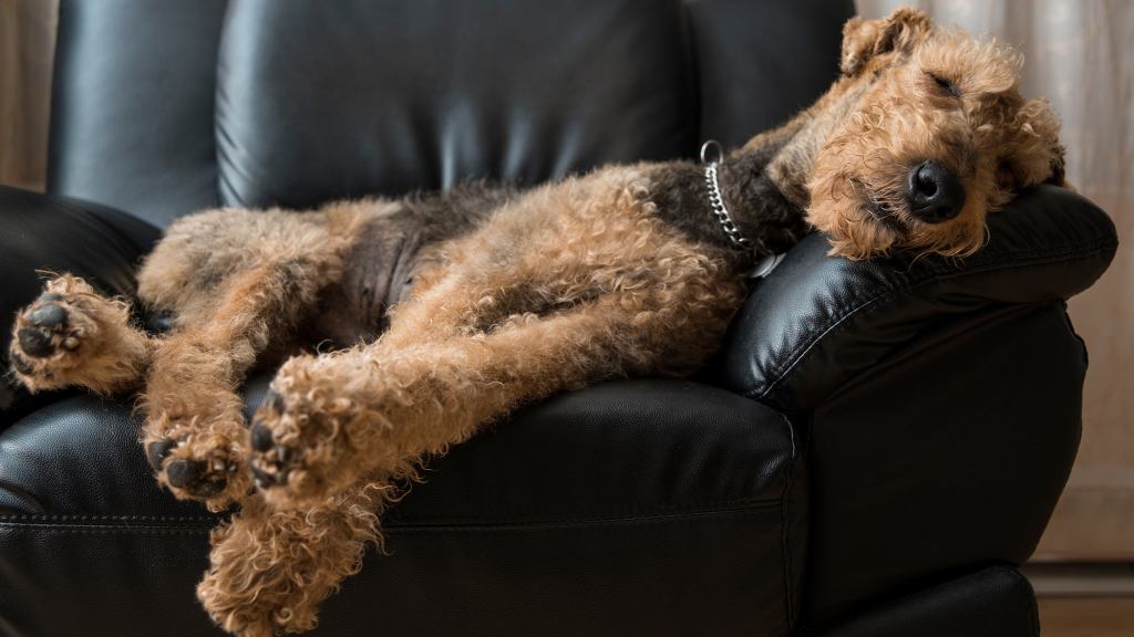 Study Finds Dogs Twitching In Sleep Are Dreaming About Tearing Owners Limb From Limb