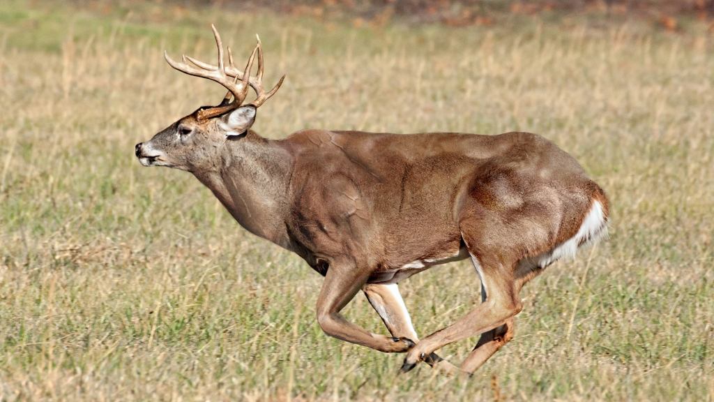 Zoologists Discover New Fastest Land Animal After Pumping White-Tailed Deer Full Of Steroids