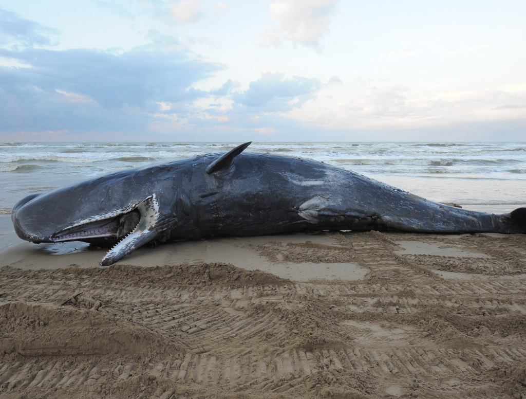 Beached Whale Trying To Hold On Until Sea Levels Rise