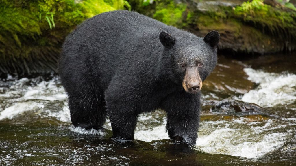 Yosemite Closed Indefinitely After Bear Spotted In Park