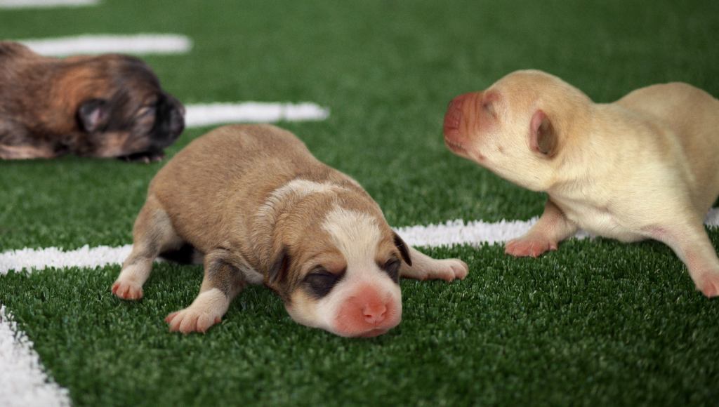 Inexperienced Puppy Bowl Team Still Hasn’t Opened Eyes Yet