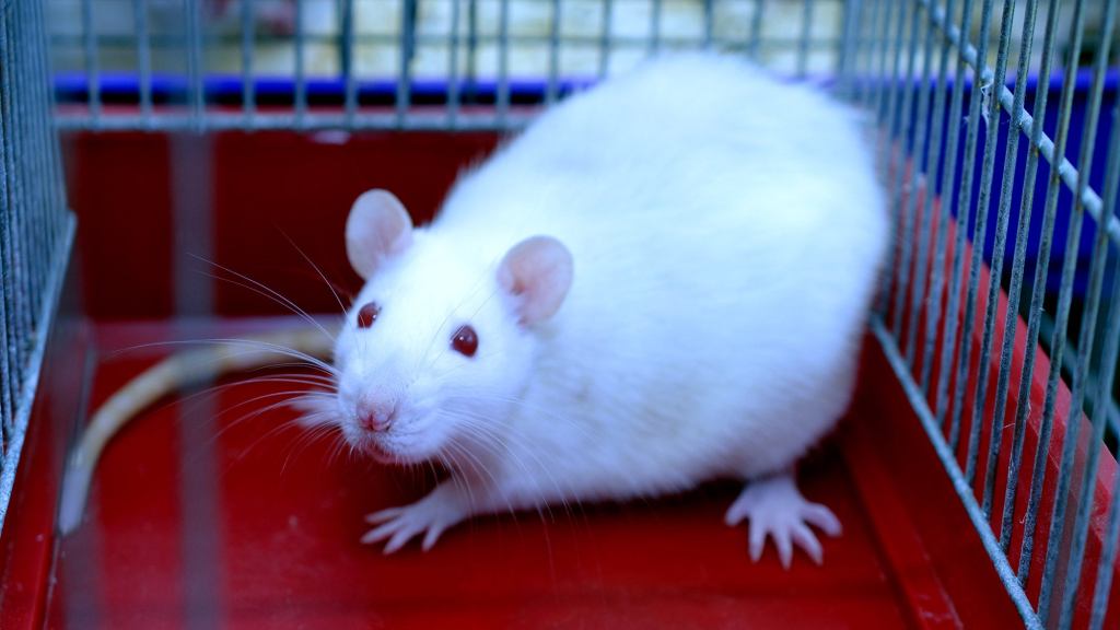 Scientists Genetically Engineer Lab Rat Predisposed To Think Anything Wrong With It Might Be Cancer