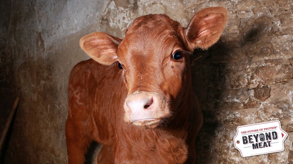 Beyond Meat Researchers Announce Creation Of Fully Conscious, Plant-Based Veal Calf