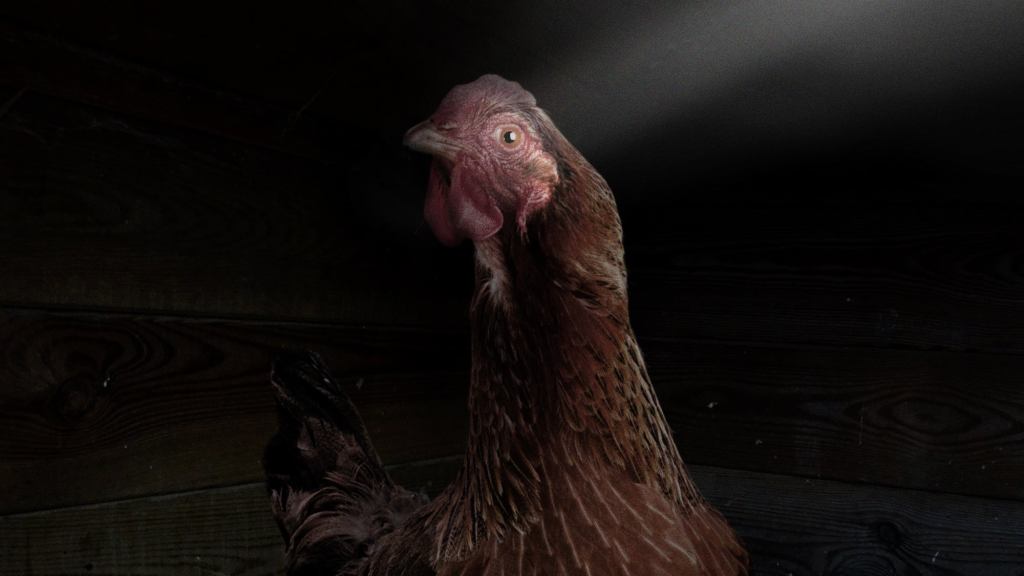 Chicken’s Eyes Catch First-Ever Glint Of Sunlight Through Crack In Warehouse Ceiling Just Before Head Sliced Off