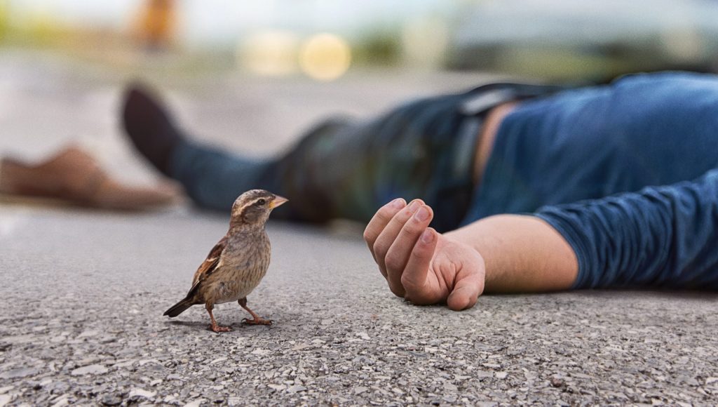 Bird Reflects On Frailty, Impermanence Of Life After Finding Dead Human On Sidewalk