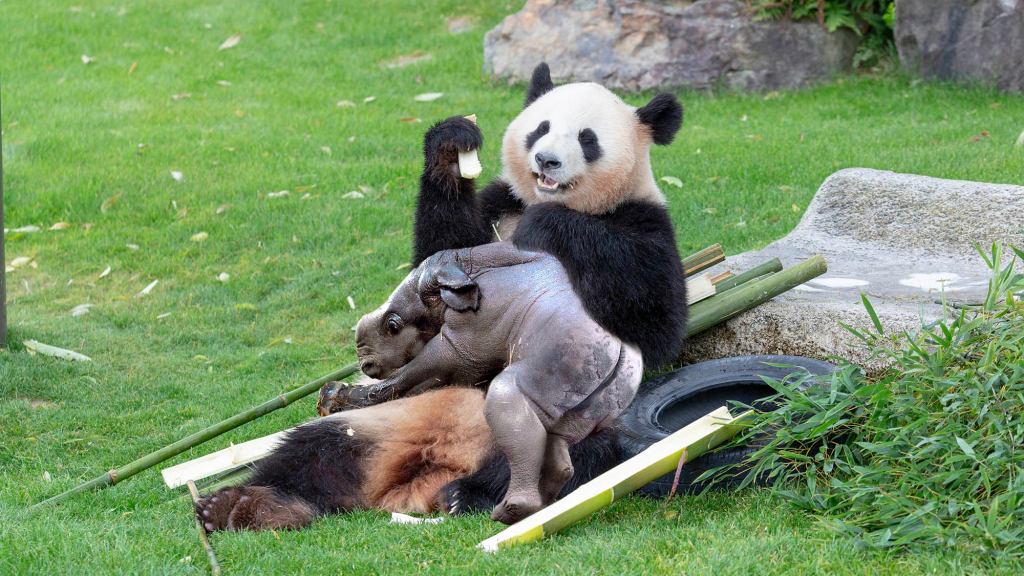 Confused Zoo Officials Awkwardly Celebrate After Endangered Panda Gives Birth To Healthy Northern White Rhino