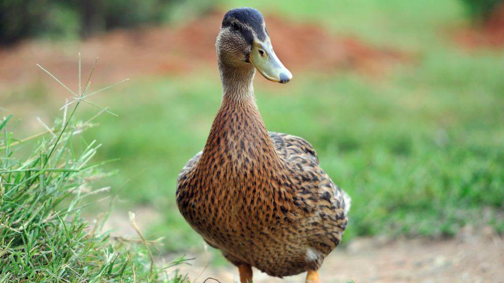 Mama Duck Doesn’t Recall Asking For Injured Baby To Be Rescued From Road