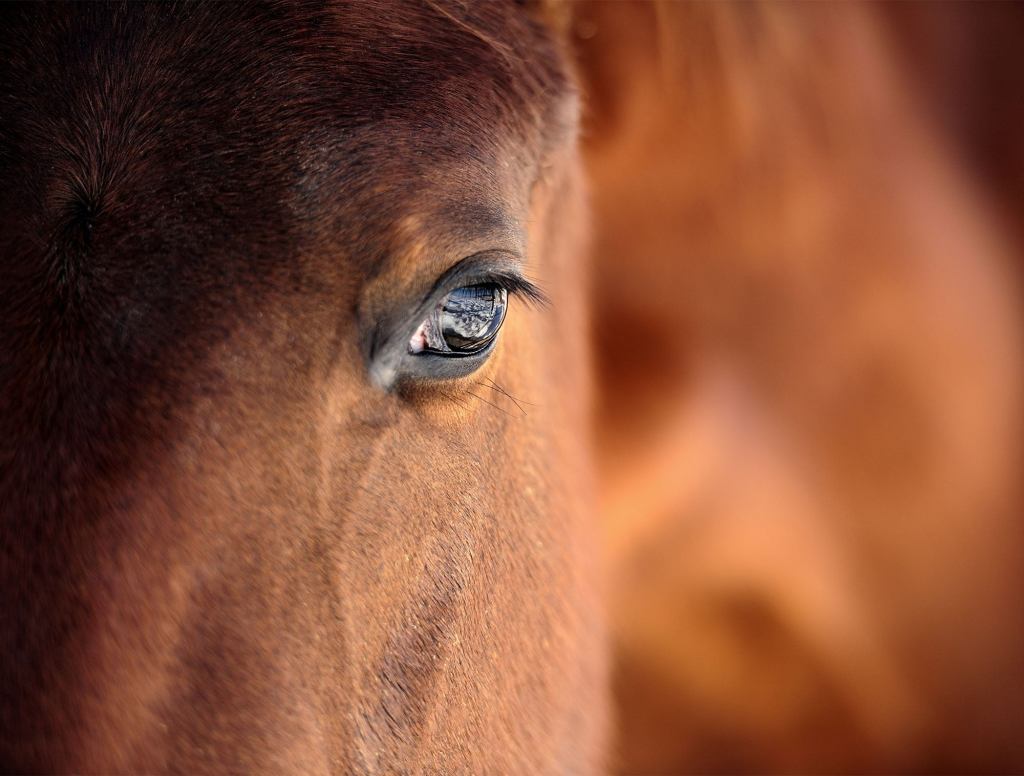 Woman Jealous Of Horse’s Eyelashes