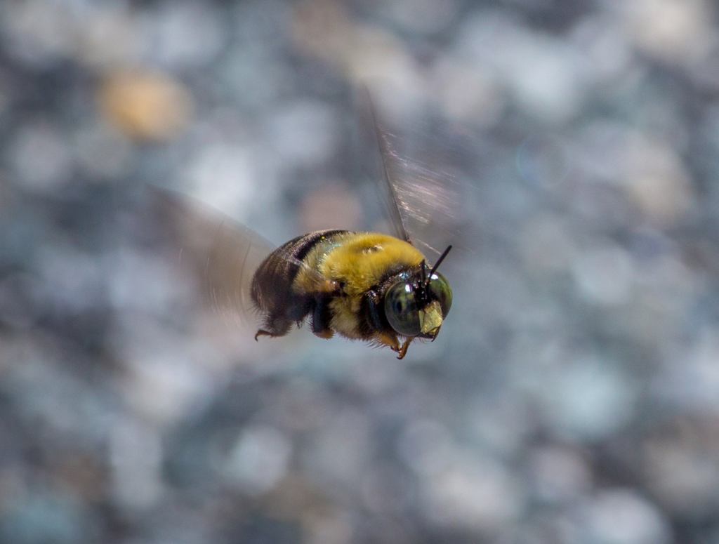 Bee Practically Blows Its Load After Seeing Purple Coneflower In Full Bloom