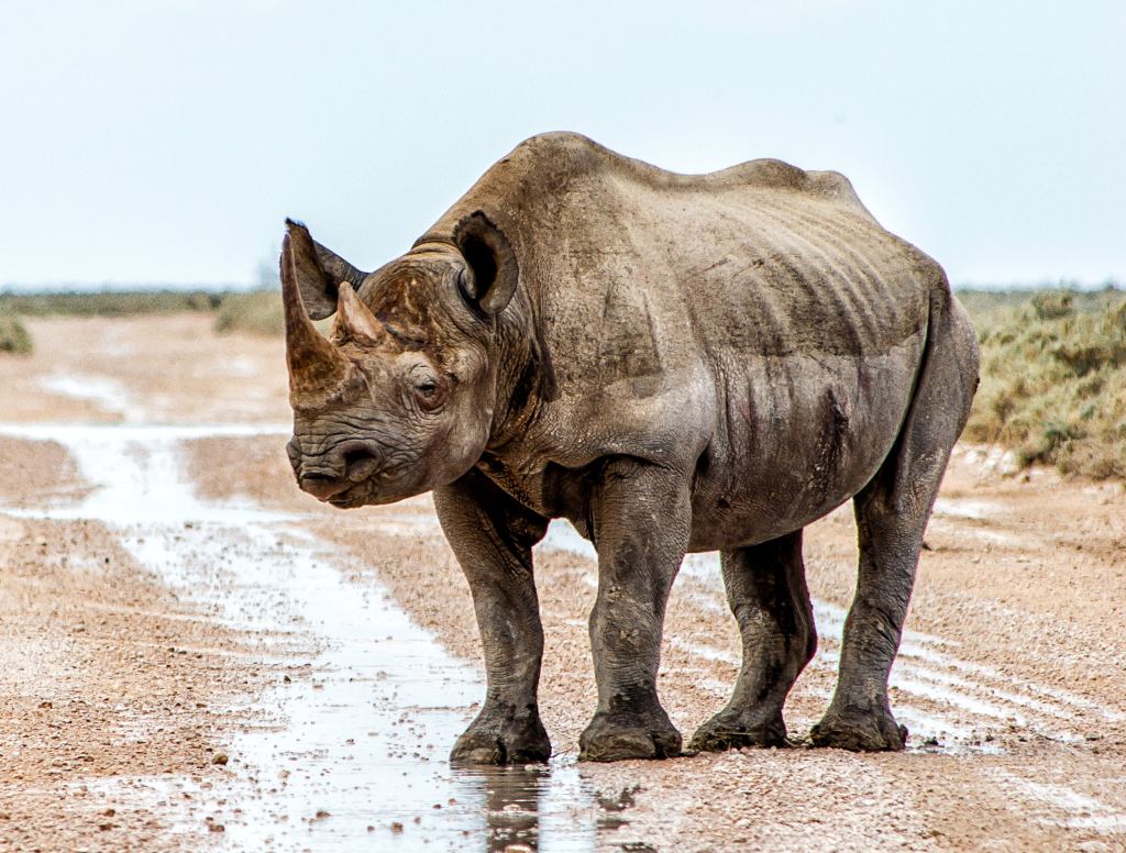 Sickly, Starving Rhino Not As Fun To Hunt