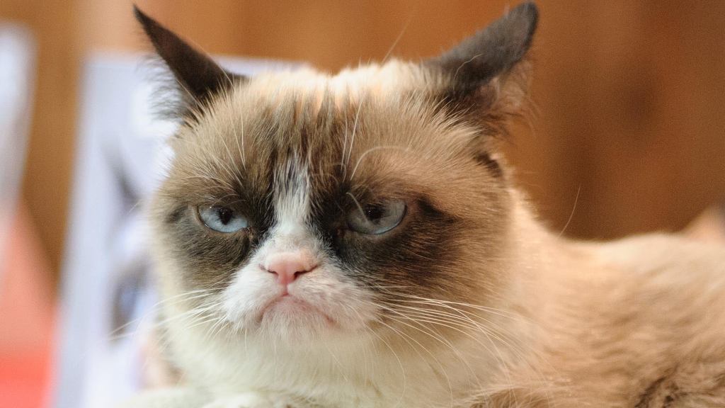 World Rejoices As Grumpy Cat And Her Shitty Attitude Dead Forever